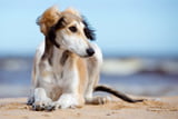 Titelbild Saluki